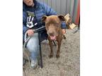 Adopt Rueben a Pit Bull Terrier