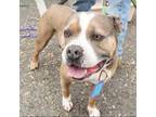 Adopt Weston a Pit Bull Terrier