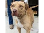 Adopt Keaton a Mixed Breed, Pit Bull Terrier