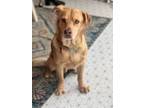 Adopt Riley Joe a Golden Retriever