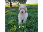 Lilly