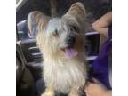 Adopt Bruno Mars a Yorkshire Terrier