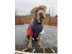 Adopt Hooch a Mastiff