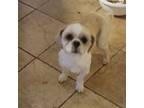 Adopt Andy a Shih Tzu