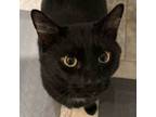 Adopt SHADOW a Domestic Short Hair