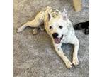 Adopt Jerry a Australian Cattle Dog / Blue Heeler