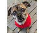 Adopt Franky a Pug