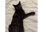 Adopt Marlin a Domestic Short Hair