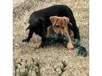 Adopt Theo a Dutch Shepherd, Labrador Retriever