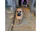 Adopt GUSTAVO a Black Mouth Cur