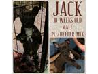 Adopt Jack a Australian Cattle Dog / Blue Heeler