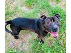 Adopt Poppy a American Staffordshire Terrier