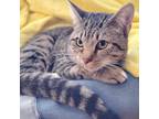 Adopt Yoda a Tabby