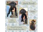 Adopt Jack Frost a Great Pyrenees, Black Mouth Cur