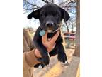 Adopt Jack Frost a Great Pyrenees, Black Mouth Cur