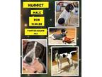 Adopt Nugget a Pointer