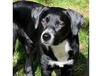 Adopt Sushi a Black Labrador Retriever