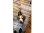 Adopt Borrancho a Basset Hound, Beagle