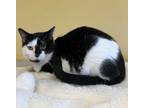 Adopt Twofie a Domestic Short Hair