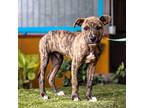 Adopt Felipe a Plott Hound, Pit Bull Terrier
