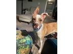 Adopt Benjamin a Boxer, Cattle Dog