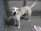 Adopt Rocky Ogd 27 a Yellow Labrador Retriever