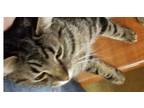 Adopt Skyler a Domestic Short Hair, Tabby