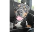 Adopt Domingo a Rottweiler