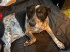 Adopt Typhon a Cattle Dog