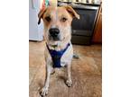 Adopt Sprocket a Australian Cattle Dog / Blue Heeler, Great Pyrenees