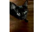 Adopt Timmy a Domestic Short Hair