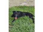 Adopt Lucy a Labrador Retriever, Pointer