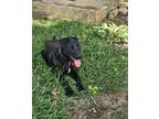 Adopt Duke a Labrador Retriever, Dachshund