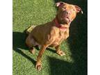 Adopt Frankie a Pit Bull Terrier