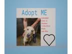 Adopt t265 a Labrador Retriever, Siberian Husky