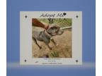 Adopt T279 a American Staffordshire Terrier