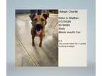 Adopt T464- Charlie a Mountain Cur