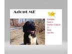 Adopt T261 a Labrador Retriever