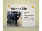 Adopt T300 a German Shepherd Dog