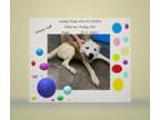 Adopt T206 a Siberian Husky