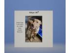 Adopt T392 a Golden Retriever