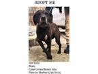 Adopt T493 a Cane Corso, Boxer