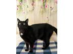 Adopt Sam Winchester a American Shorthair