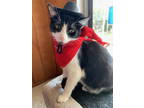 Adopt Beau a Domestic Short Hair