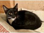 Adopt Jerry (& Tommie) a Domestic Short Hair