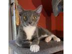 Adopt Churro a Domestic Short Hair