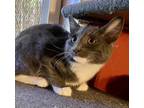 Adopt Puffs a Domestic Short Hair