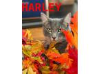 Adopt Harley (& Kira) a Domestic Short Hair