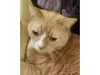 Adopt Garfield a Domestic Short Hair