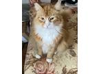 Adopt Jerry a Maine Coon